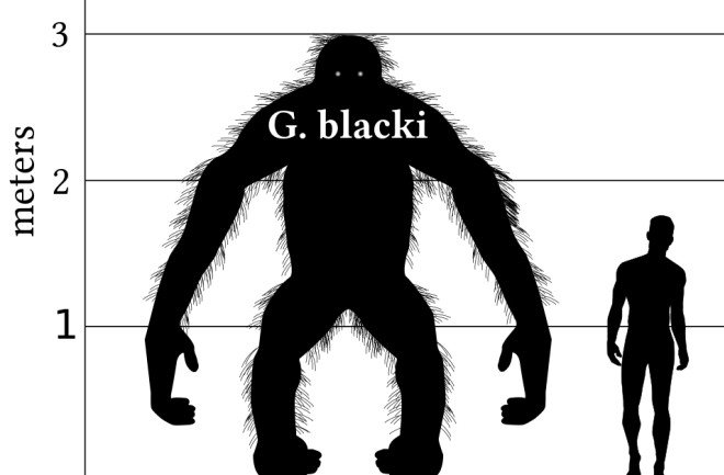 Gigantopithecus blacki - Jean-Jacques Jaeger interview Le Gigantopithèque blacki était le plus grand primate connu, comparable en taille à un ours polaire moderne.