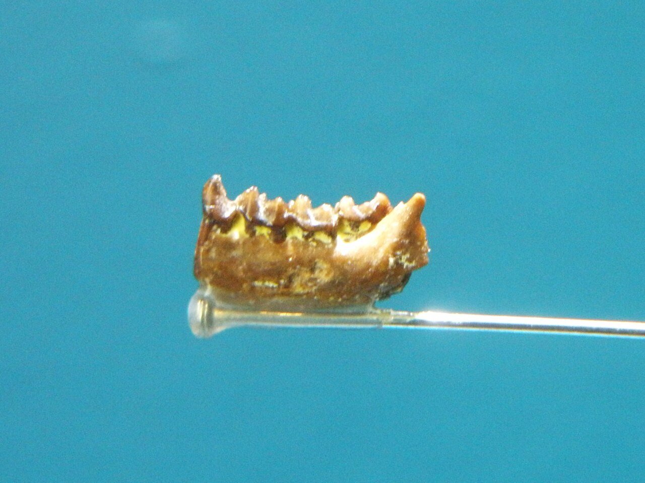 Dents de Teilhardina - Jean-Jacques Jaeger, la passion du vivant Dents de Teilhardina, l’un des plus anciens ancêtres connus des primates modernes.