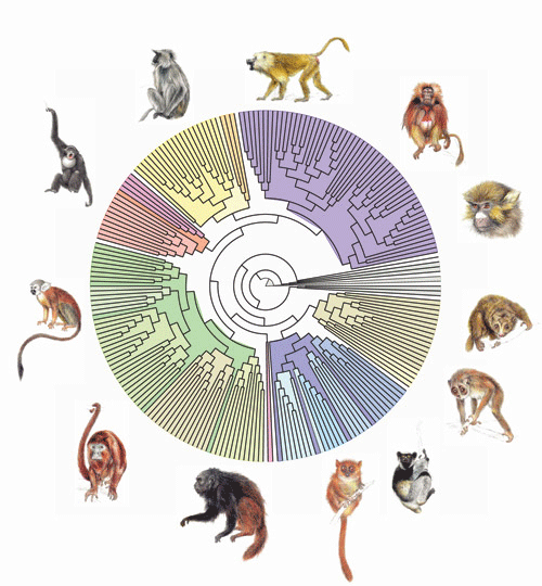 arbre phylogénétique primates Jean-Jacques Jaeger, la passion du vivant Un arbre phylogénétique des primates, créé par l’algorithme PhyML