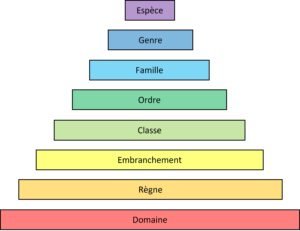 Pyramide taxonomique utilisée dans la classification du vivant : du domaine à l’espèce, de large à précis.