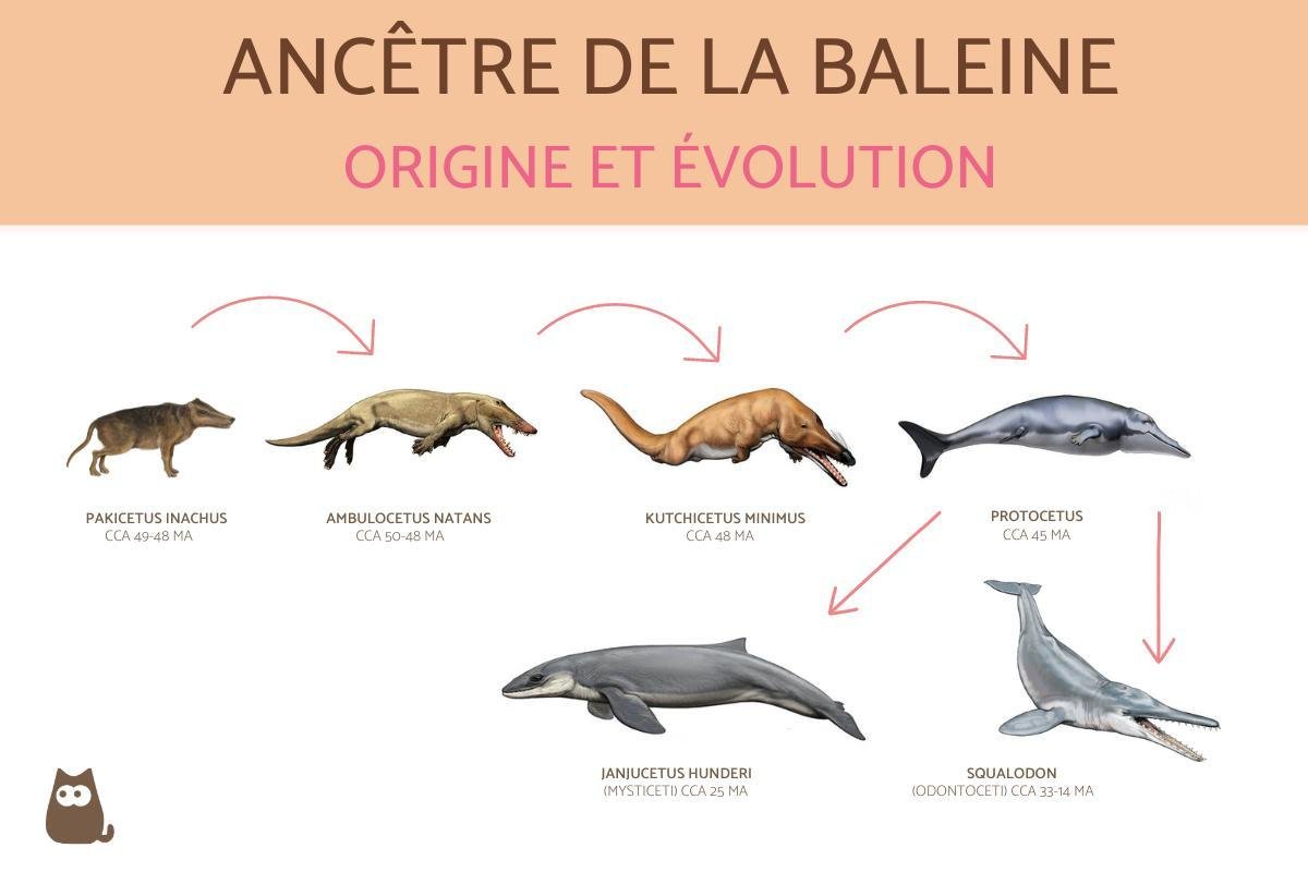 ancetre baleine - Grégoire Métais interview Il y a 50 millions d’années, les ancêtres des baleines étaient des mammifères terrestres proches des hippopotames.