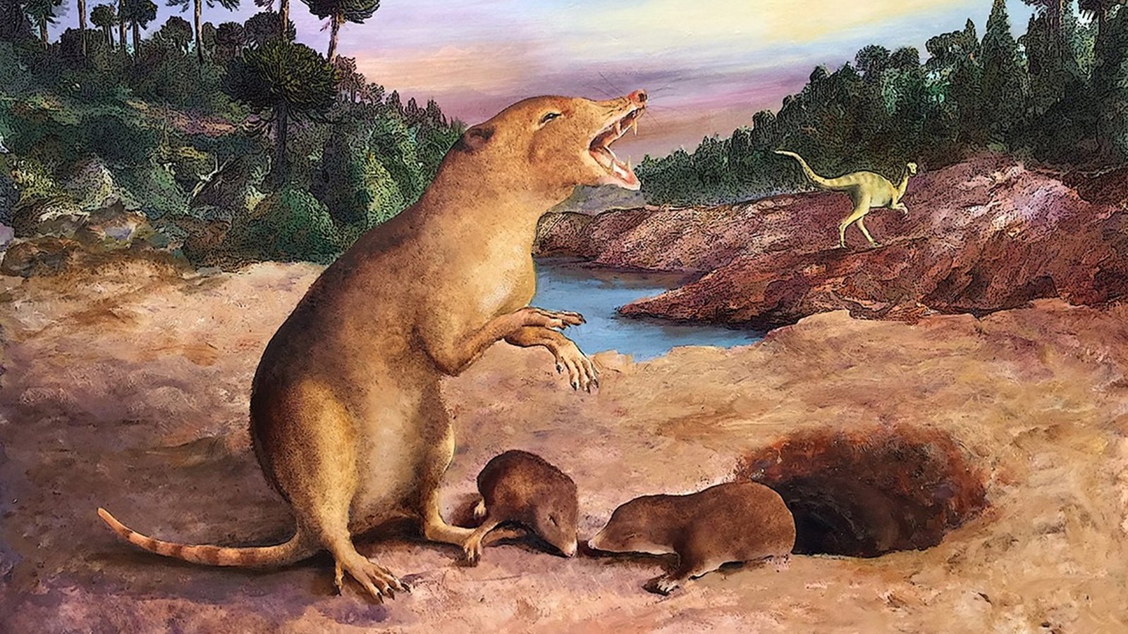 brasilodon mammifère - Grégoire Métais interview Brasilodon (225 millions d’années), illustré ci-dessus, est considéré comme le plus ancien mammifère, devant Morganucodon (205 millions d’années).