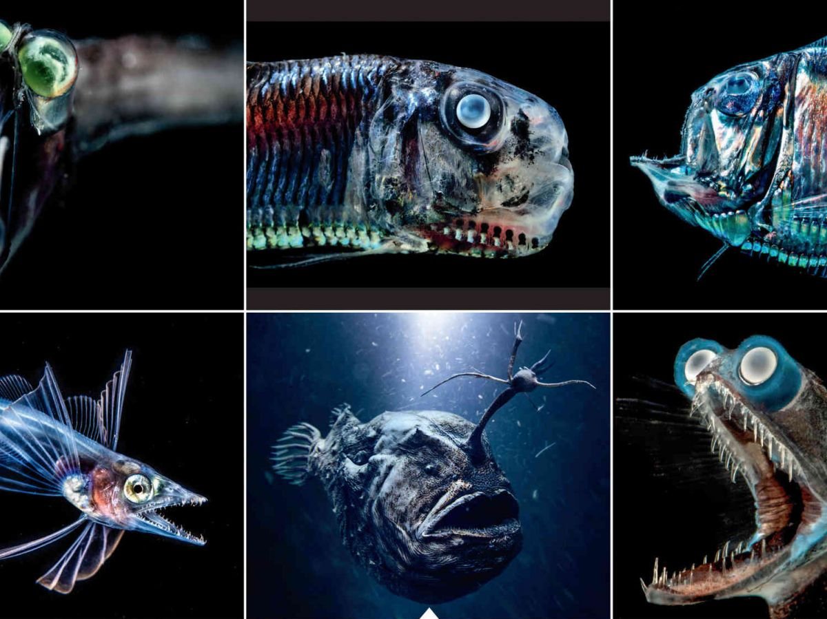 poissons profondeurs - Grégoire Métais interview 95 % des grandes profondeurs resteraient inexplorées en raison de l'immense pression qui y règne.