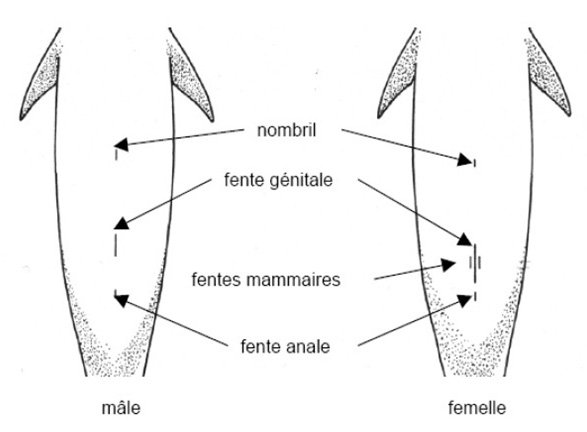 differences male femelle grand dauphin - Grégoire Métais interview Chez les cétacés, comme les baleines et les dauphins, les mamelles sont cachées dans des fentes mammaires situées sur le ventre, près de la région génitale.