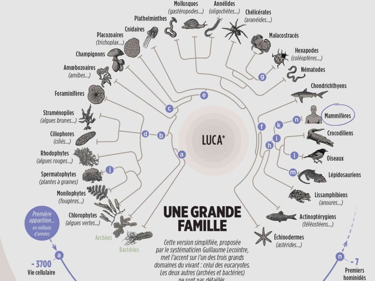 arbre phylogénétique mammifère arbre vivant - Grégoire Métais interview L'arbre phylogénétique des mammifères est un schéma qui montre comment les mammifères sont liés entre eux et à leurs ancêtres.
