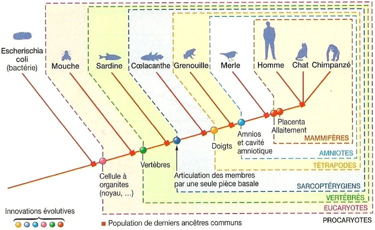 arbre_phylogenetique-classification2 <br />
Exemple d’arbre phylogénétique.