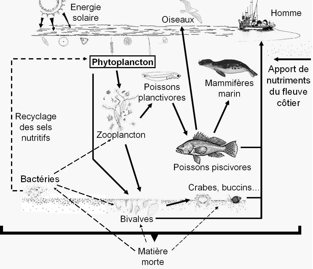 Réseau_trophique_eaux_côtières-classification Réseau trophique du vivant en eaux côtières.