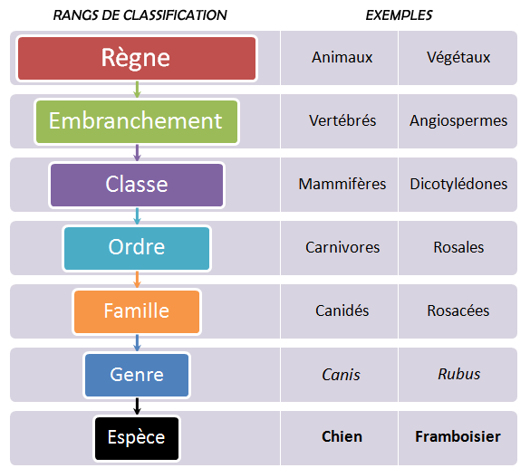 Classification-scientifique_espèces_êtres_vivants L’espèce est l’unité de base de la classification du vivant.
