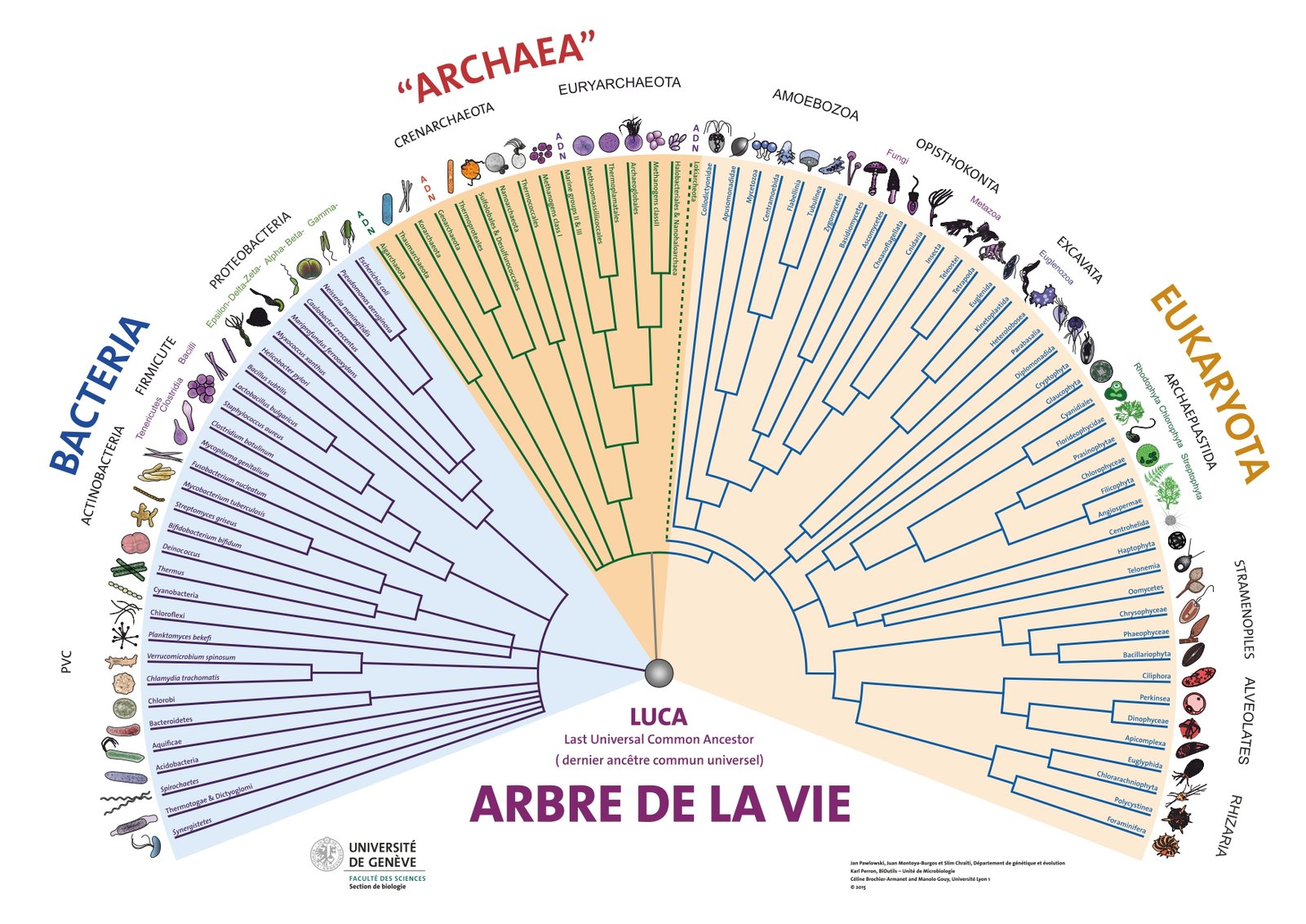 arbre du vivant - classification L’arbre du vivant comprend un ancètre commun appeller LUCA (pour l’anglais last universal common ancestor).