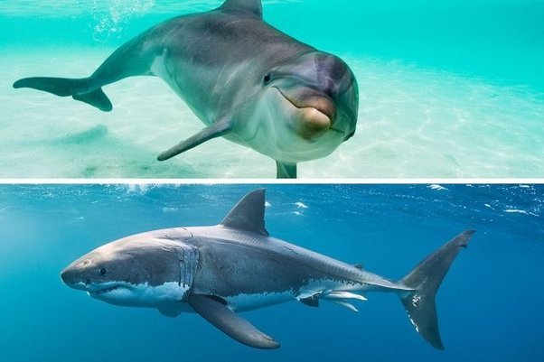 Dauphin-requin-classification Les dauphins et les requins se ressemblent : même forme profilée, nageoires et dents pointues. Pourtant, le dauphin est un mammifère qui allaite, le requin un poisson qui pond des œufs.