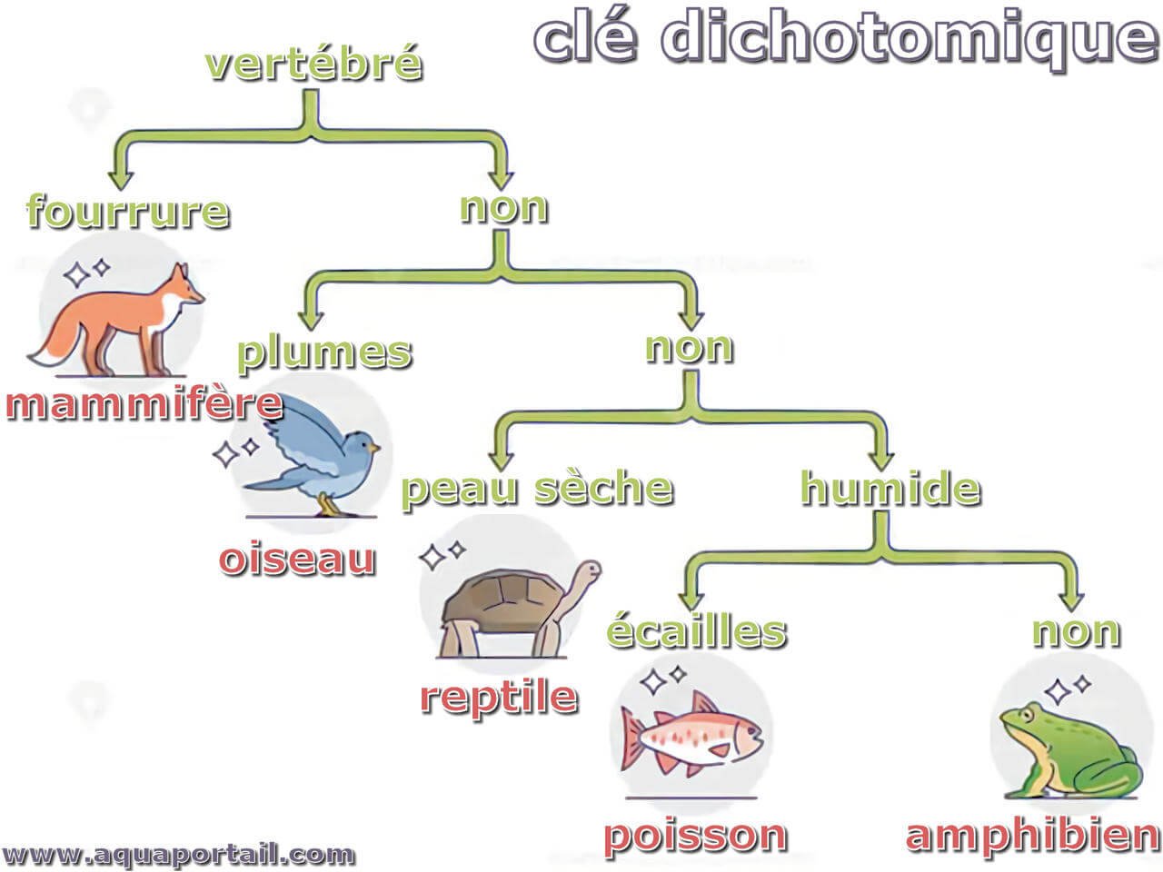 cle-dichotomique-classification Exemple de clé dichotomique