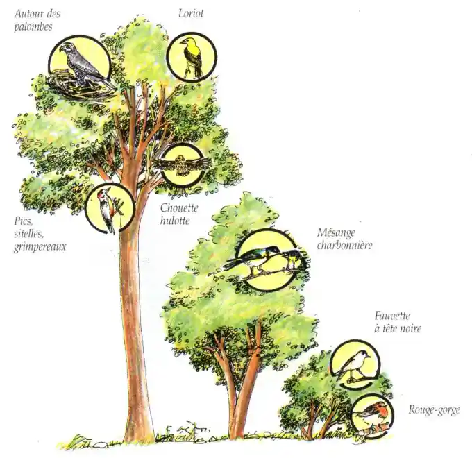 niches-ecologiques-oiseaux-foret-classification Exemple de niche écologique chez les oiseaux des forêts de feuillus.