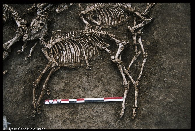 Cheval gaulois enterré Gondole - Matthieu Poux interview Cheval gaulois enterré avec son cavalier vers le Ier siècle av. J.-C., à Gondole (Le Cendre, Auvergne).