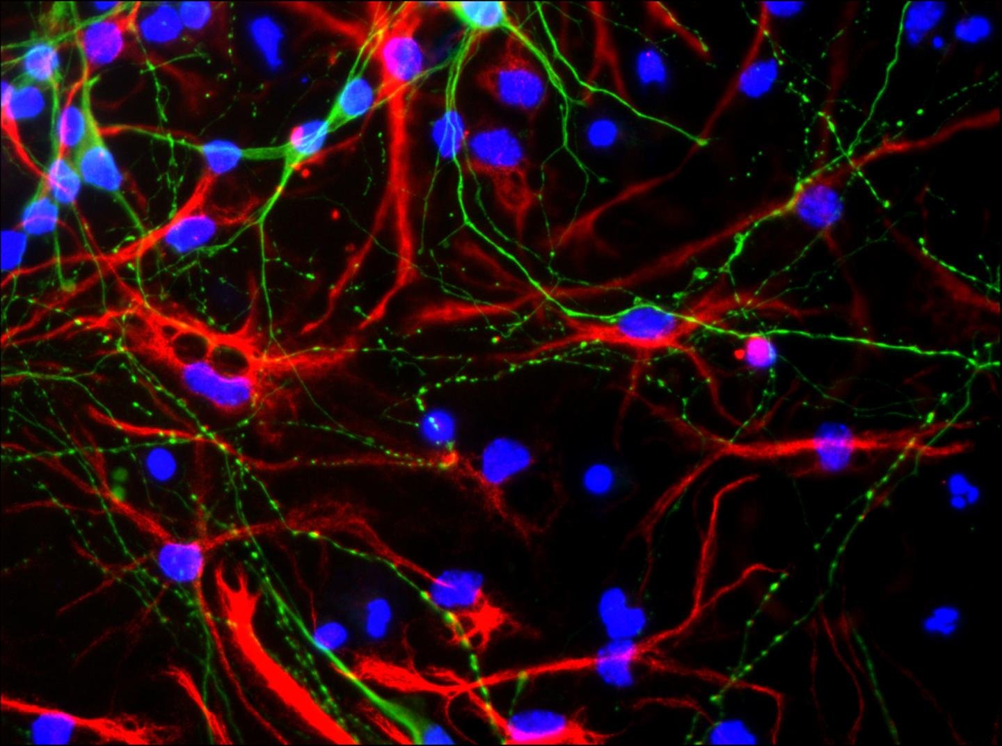 Neurones souris - les instruments de l'invisible Neurones embryonnaires de souris (vert), astrocytes (rouge) et noyaux cellulaires (bleu)
