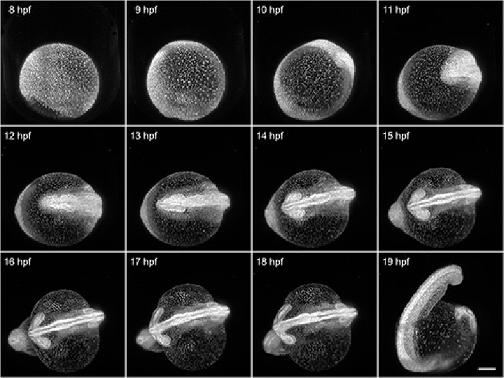 Imagerie embryogenèse précoce poisson-zèbre - les instruments de l'invisible Imagerie de l'embryogenèse précoce du poisson-zèbre.
